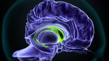 İnsan beyni anatomisi. 3d illüstrasyon