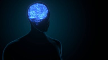 İnsan beyni anatomisi. 3d illüstrasyon