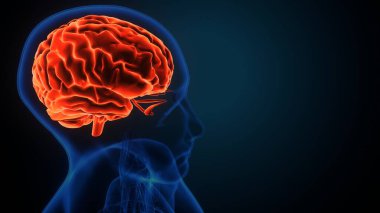 İnsan beyin kasları anatomisi. 3d hazırlayıcı