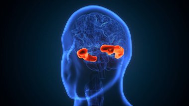 İnsan beyin kasları anatomisi. 3d hazırlayıcı