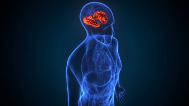 İnsan beyin kasları anatomisi. 3d hazırlayıcı