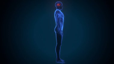 Erkek kas ağrısı anatomisi. 3d illüstrasyon