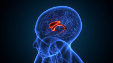 Erkek kas ağrısı anatomisi. 3d illüstrasyon