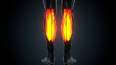 Erkek kas ağrısı anatomisi. 3d illüstrasyon