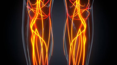 Erkek kas ağrısı anatomisi. 3d illüstrasyon