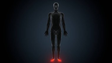 Erkek kas ağrısı anatomisi. 3d illüstrasyon