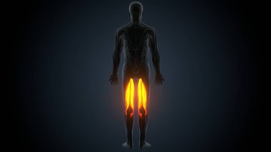 Erkek kas ağrısı anatomisi. 3d illüstrasyon