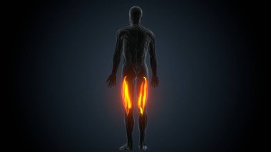 Erkek kas ağrısı anatomisi. 3d illüstrasyon