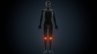 İnsan kas anatomisi. 3d hazırlayıcı