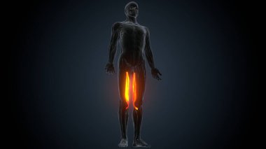 İnsan kas anatomisi. 3d hazırlayıcı