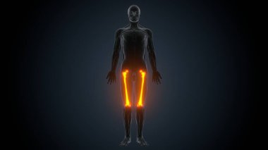 İnsan kas anatomisi. 3d hazırlayıcı