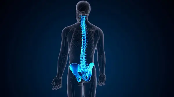 İnsan iskeleti omurga anatomisi. 3d illüstrasyon