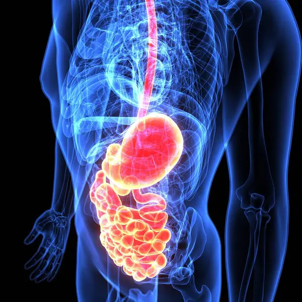 İnsan beyni anatomisi. 3d illüstrasyon