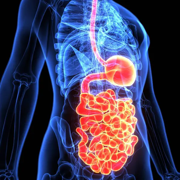 İnsan beyni anatomisi. 3d illüstrasyon