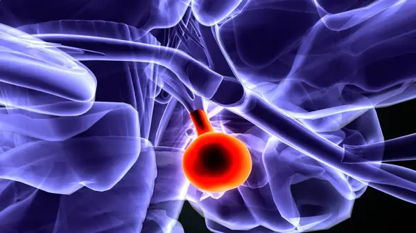 İnsan beyni anatomisi. 3d illüstrasyon