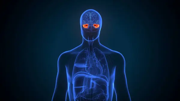 İnsan beyin kasları anatomisi. 3d hazırlayıcı