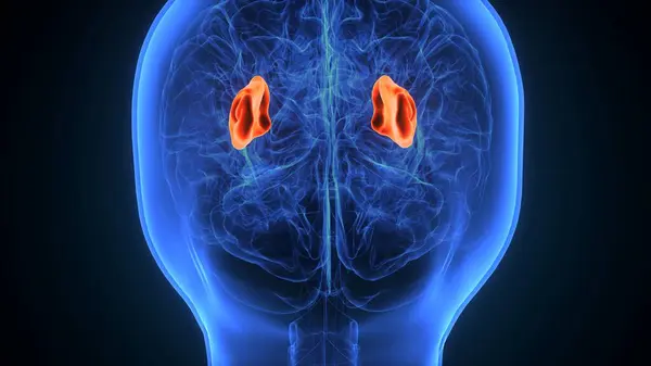 İnsan beyin kasları anatomisi. 3d hazırlayıcı