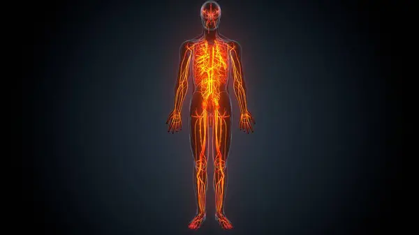 Erkek kas ağrısı anatomisi. 3d illüstrasyon