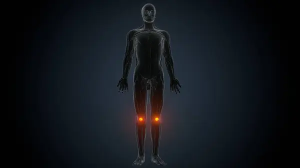 İnsan kas anatomisi. 3d hazırlayıcı