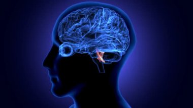 İnsan beyni anatomisi. 3 Boyutlu Resimler