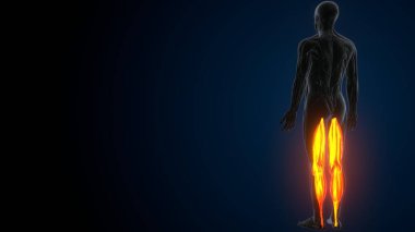 İnsan kas anatomisi. 3d hazırlayıcı