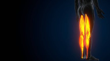 İnsan kas anatomisi. 3d hazırlayıcı