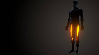 İnsan kas anatomisi. 3d hazırlayıcı