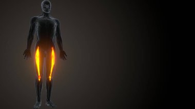 İnsan kas anatomisi. 3d hazırlayıcı