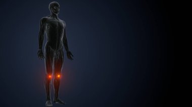 İnsan kas anatomisi. 3d hazırlayıcı