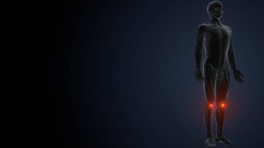 İnsan kas anatomisi. 3d hazırlayıcı