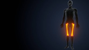 İnsan kas anatomisi. 3d hazırlayıcı