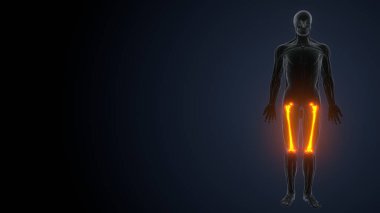 İnsan kas anatomisi. 3d hazırlayıcı