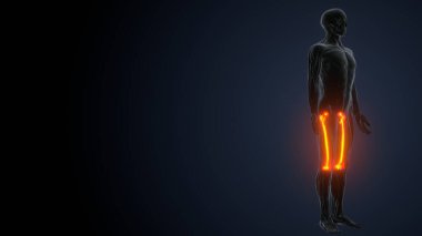 İnsan kas anatomisi. 3d hazırlayıcı