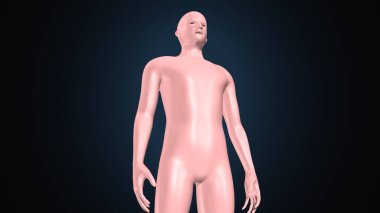 İnsan kas anatomisi. 3d hazırlayıcı