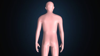 İnsan kas anatomisi. 3d hazırlayıcı