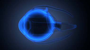 İnsan bacak anatomisi kemikleri. 3d illüstrasyon