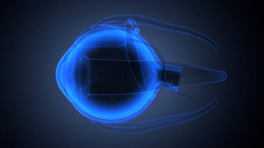 İnsan bacak anatomisi kemikleri. 3d illüstrasyon
