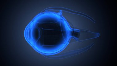 İnsan bacak anatomisi kemikleri. 3d illüstrasyon