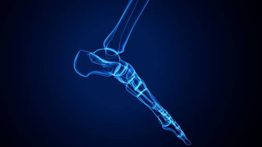 İnsan bacak anatomisi kemikleri. 3d illüstrasyon