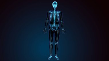 İnsan bacak anatomisi kemikleri. 3d illüstrasyon