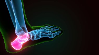 İnsan bacak anatomisi kemikleri. 3d illüstrasyon