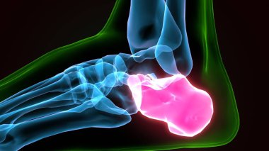 İnsan bacak anatomisi kemikleri. 3d illüstrasyon