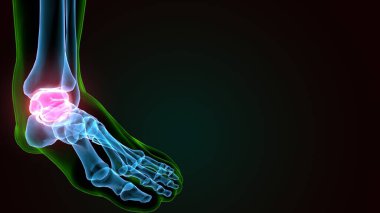 İnsan bacak anatomisi kemikleri. 3d illüstrasyon