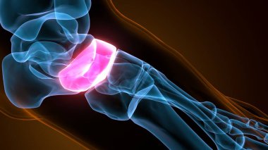 İnsan bacak anatomisi kemikleri. 3d illüstrasyon