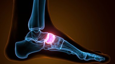 İnsan bacak anatomisi kemikleri. 3d illüstrasyon