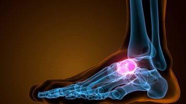 İnsan bacak anatomisi kemikleri. 3d illüstrasyon