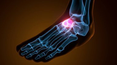 İnsan bacak anatomisi kemikleri. 3d illüstrasyon