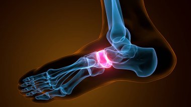 İnsan bacak anatomisi kemikleri. 3d illüstrasyon