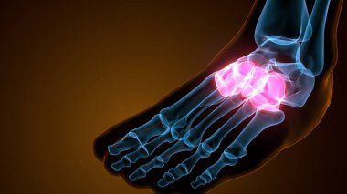 İnsan bacak anatomisi kemikleri. 3d illüstrasyon