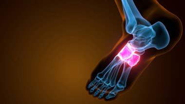 İnsan bacak anatomisi kemikleri. 3d illüstrasyon